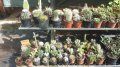 Collection de cactus exotique petits sujets